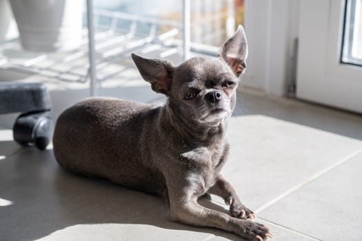 A close-up image shows a cute Chihuahua puppy of a domestic mammal breed lying relaxing on the floor on a sunny day. Pets are resting, sleeping. A touching and emotional portrait.