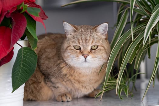 A beautiful domestic striped adult cat lies and sleeps on the windowsill by the window, next to a houseplant or a flower in a flower pot. Favorite pets.