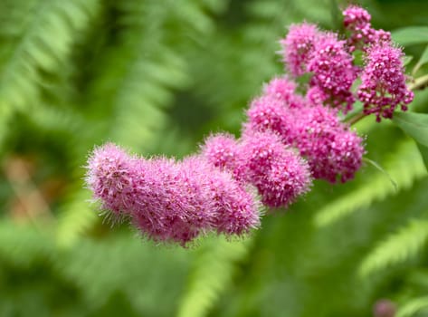 Pink flowers of a blossoming tree on green leaves blur background.