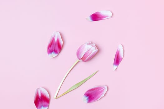 One tulip with petals scattered around it lies in the center on a pink background, flat lay close-up.