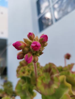 Pink geranium flowers from the pot on my terrace