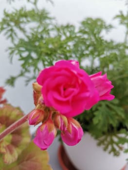 Pink geranium flowers from the pot on my terrace