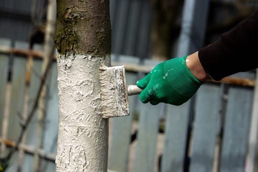 a man whitewashes trees in the garden in spring. Selective focus.