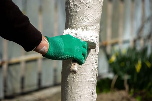 a man whitewashes trees in the garden in spring. Selective focus.