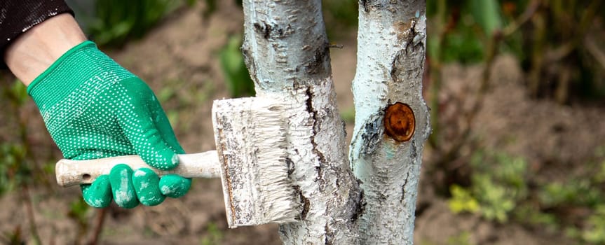 a man whitewashes trees in the garden in spring. Selective focus.