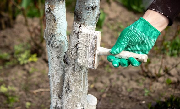 a man whitewashes trees in the garden in spring. Selective focus.