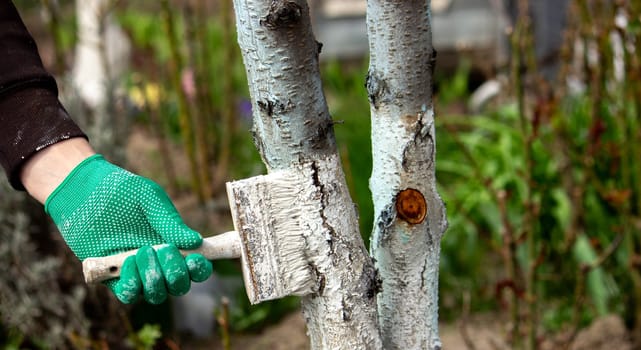 a man whitewashes trees in the garden in spring. Selective focus.