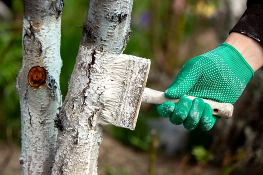 a man whitewashes trees in the garden in spring. Selective focus.