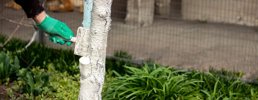 a man whitewashes trees in the garden in spring. Selective focus.