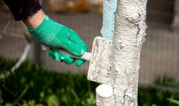 a man whitewashes trees in the garden in spring. Selective focus.