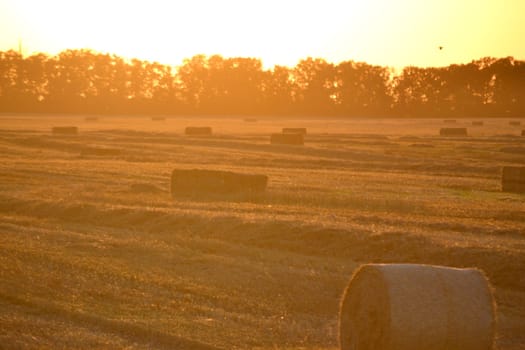 Round square bales of pressed dry wheat straw on field after harvest. Summer sunny evening, sunset dawn. Field bales of pressed wheat. Agro industrial harvesting works. Agriculture agrarian landscape