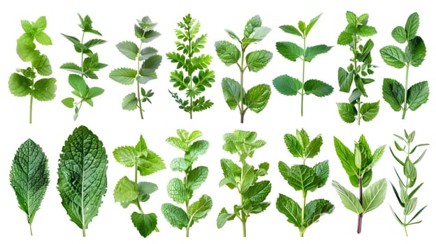 A variety of mint leaves, a type of terrestrial plant and flowering plant, displayed on a white background. Mint is a common herb used in cooking and drinks