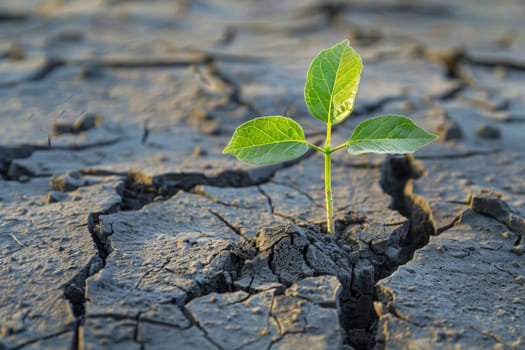 A lone sapling emerges from a web of cracked soil, a testament to life's resilience against the backdrop of environmental hardship