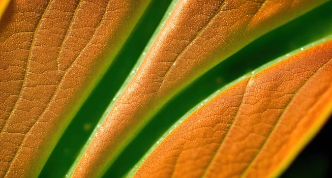 The image is a close up of a leaf with veins visible on the surface.