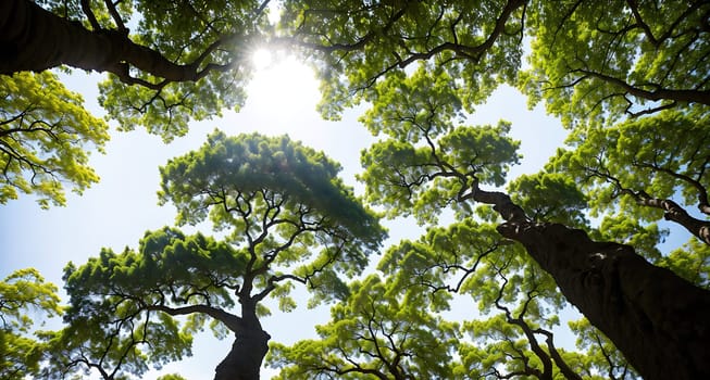 The image shows a group of trees with their branches stretching up towards the sky, creating a canopy of green above them.