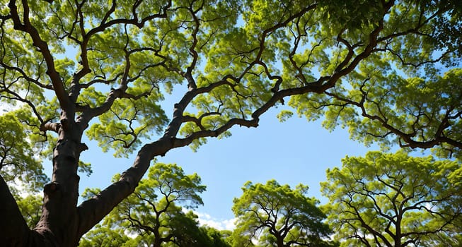 The image shows a large, mature tree with branches stretching up towards the sky, its leaves rustling in the wind.