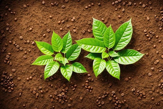 The image shows two green leaves growing out of the ground in a dirt field.