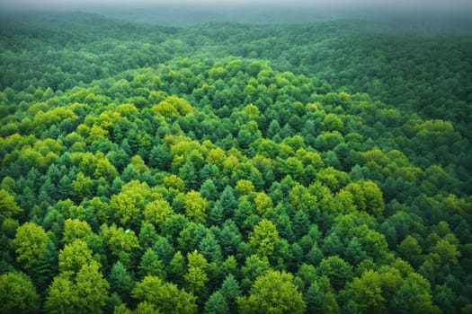 The image is a green forest with tall trees in the foreground and a mountain range in the background.