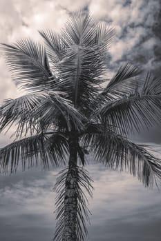 Close up palm tree on the beach of Santos, Brazil.