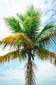 Close up palm tree on the beach of Santos, Brazil.