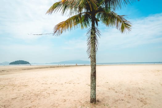 Close up palm tree on the beach of Santos, Brazil.