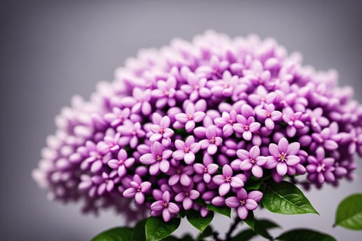 The image shows a close-up of a purple flower with delicate petals and green leaves.