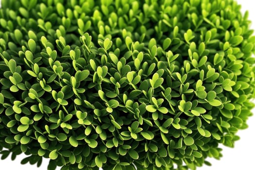 The image is a green plant with leaves that are arranged in a circular pattern.