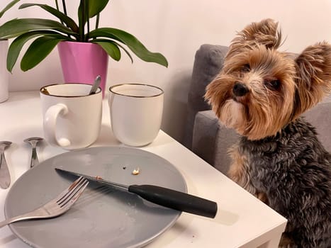 A small Yorkie dog sits near the table with empty dishes. High quality photo