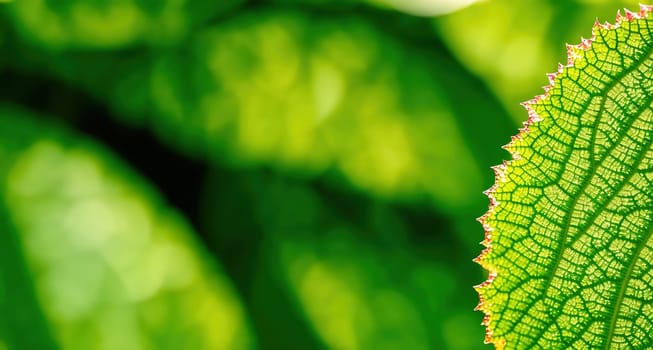 The image shows a close up of a leaf with veins visible on the surface.