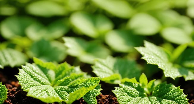 The image shows a group of green plants growing in a garden with leaves and stems visible.