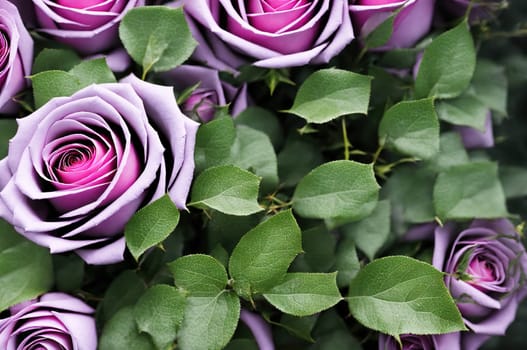 The image shows a bouquet of pink roses with green leaves and stems.