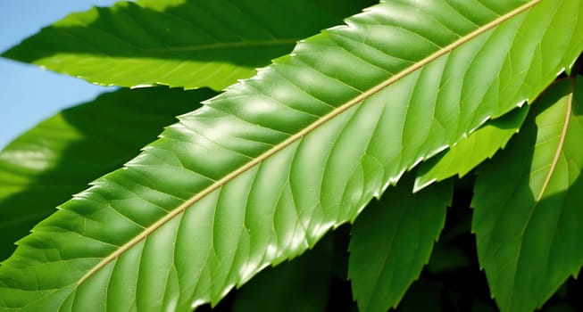 The image shows a close-up view of a leaf on a tree branch, with the veins of the leaf visible on the surface.