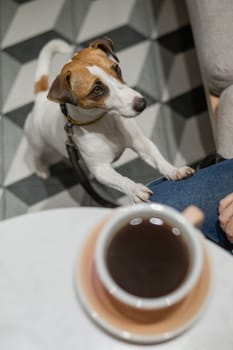 Woman drinking coffee in a dog friendly cafe. Jack Russell Terrier put his paws on the legs of the owner