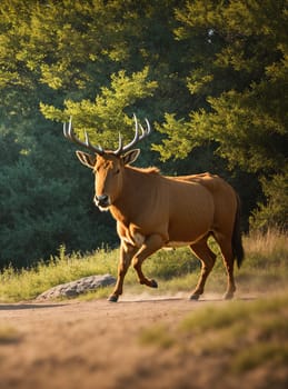 The image shows a brown deer with large antlers running across a dirt path in a forest.