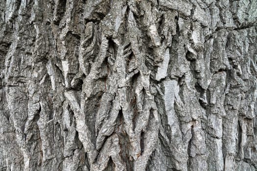 texture of old oak bark for the whole frame. photo