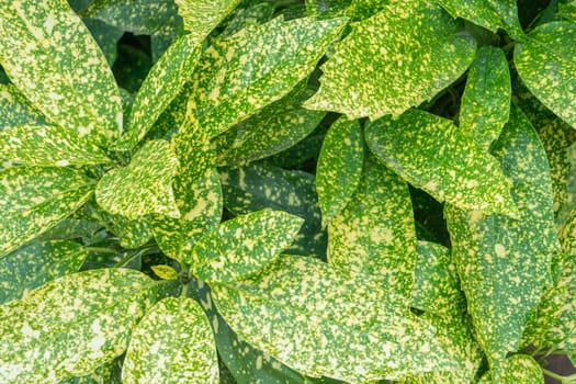 multicolored shrub leaves close-up as a background. High quality photo