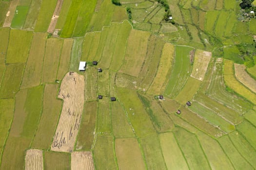 Aerial drone of Agricultural landscape with rice plantations and farmland. Philippines.