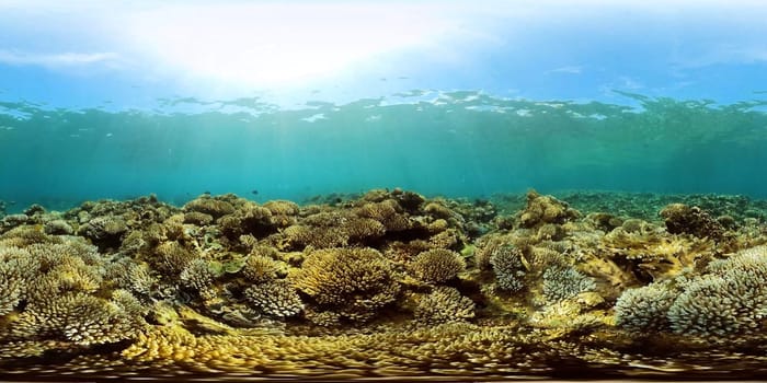 Tropical Fish Corals Marine Reef. Underwater Sea Tropical Life. Tropical underwater sea fishes. 360VR.