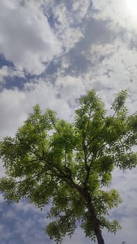 green young tree, leaves, blue sky and white clouds, spring background. High quality photo