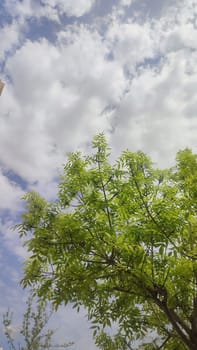 green young tree, leaves, blue sky and white clouds, spring background. High quality photo