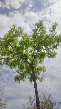 green young tree, leaves, blue sky and white clouds, spring background. High quality photo