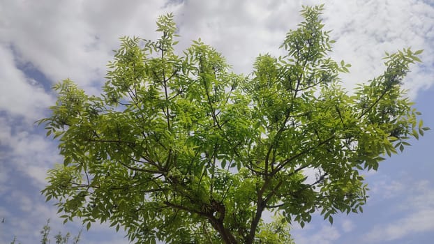 green young tree, leaves, blue sky and white clouds, spring background. High quality photo