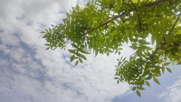 green young tree, leaves, blue sky and white clouds, spring background. High quality photo