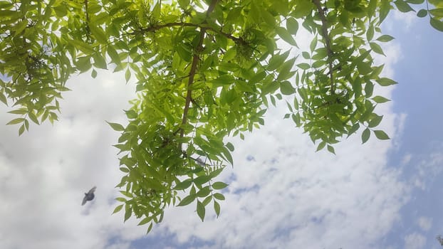 green young tree, leaves, blue sky and white clouds, spring background. High quality photo