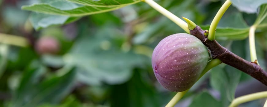 Figs on a branch. Garden plants. Ripe green red fig in a garden or farm