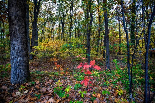 Colorful leaves in autumn forest. Horizontal view 