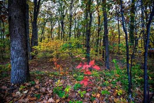 Colorful leaves in autumn forest. Horizontal view 