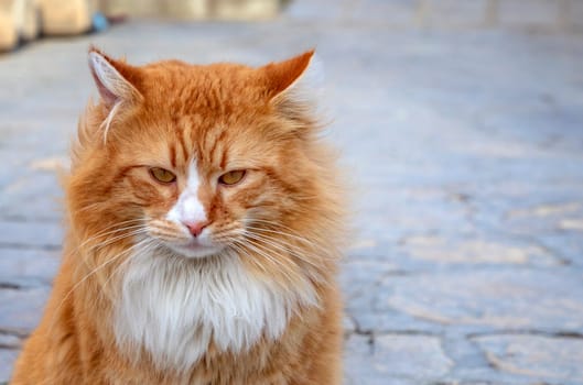 Portrait of colorful fluffy cat. Horizontal view