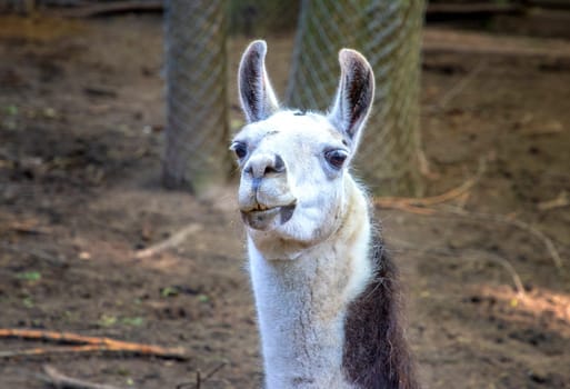 White llama portrait. Farm, zoo, park. Llama is looking at the camera