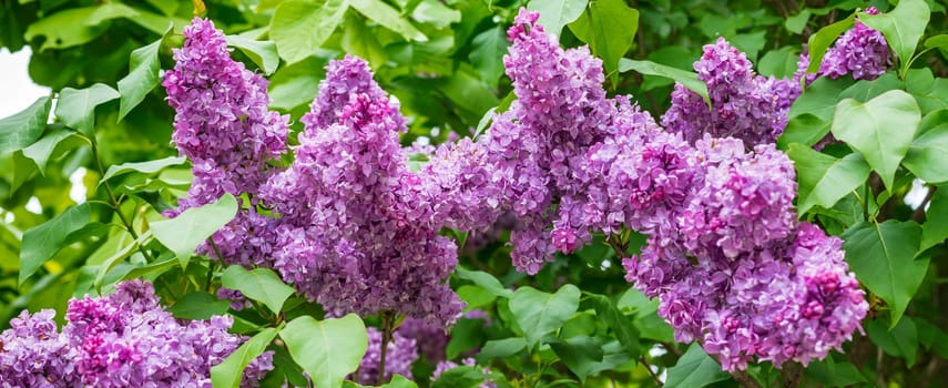 Stunning panoramic of lilac flowers on the tree (Syringa vulgaris). Blossoming common Syringa vulgaris 